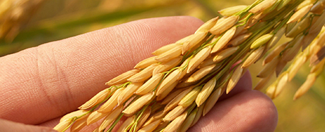 Agricultural Product